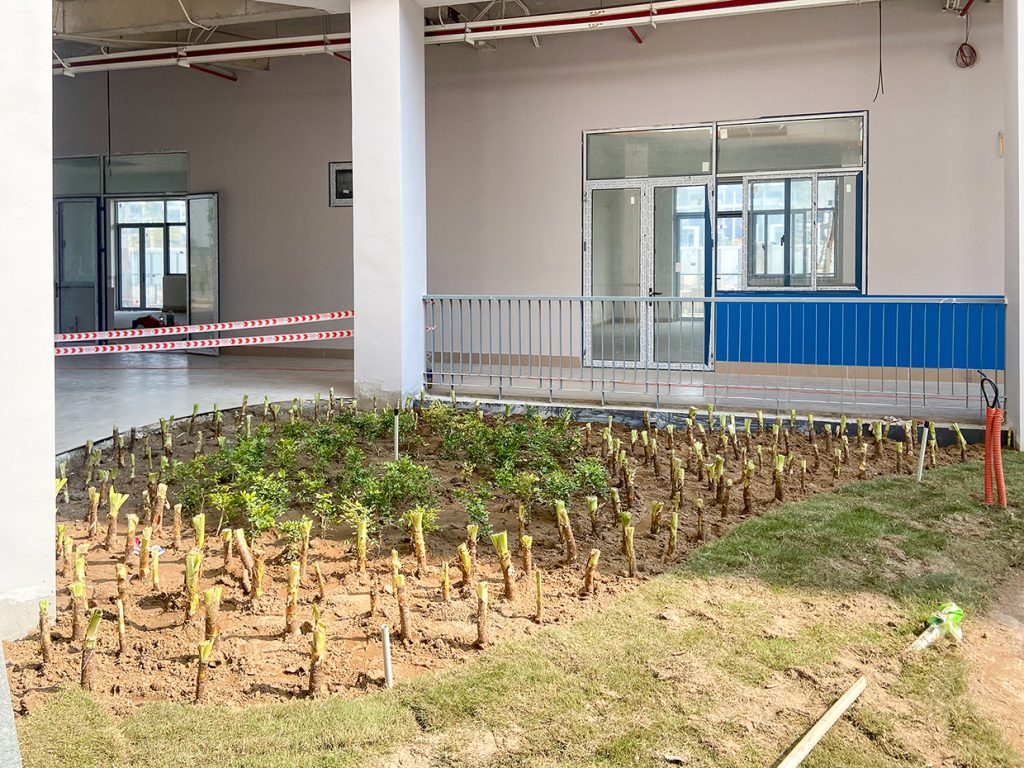 hình ảnh mầm cây đang được trồng tại sân trường Quốc tế Him Lam Bắc Ninh